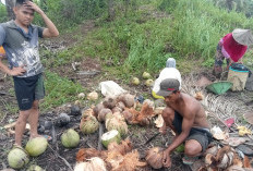 Harga Kelapa di Lebong Naik Jadi Rp 3 Ribu