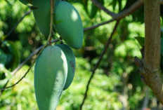 3 Manfaat Daun Mangga, Ampuh Obati Penyakit Diabetes