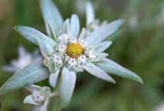 Manfaat Edelweiss Bunga Survival Star Untuk Atasi Warna Kulit Wajah Tidak Merata