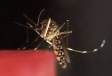 Kasus Malaria Di Indonesia Turun, Tapi Tertinggi Kedua Di Asia