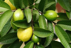 Ini Manfaat Daun Jambu Biji Untuk Rambut Menurut Pakar! 