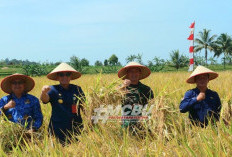 Pemkab Bengkulu Utara Gelar Farmer Field Day Pertanian Organik