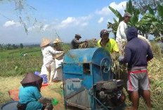 Pemkab BU Fasilitasi BBM Subsidi, Harga Beli Gabah Petani Harus Diatas 6 Ribu