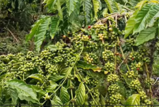 Panduan Budidaya Kopi Klon Tugusari untuk Hasil Panen Melimpah