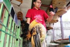 Beternak Ayam Serama di Lahan Sempit: Panduan Lengkap untuk Pemula