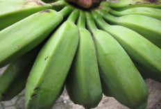 Pisang Tanduk, Rahasia di Balik Kerenyahan Keripik Pisang Lampung