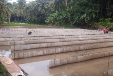 Cara Budidaya Ikan Lele di Kolam Tanah yang Efisien dan Menguntungkan