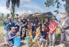Panen MT1 Lebong Selatan Tembus 7,5 Ton per Hektar, Petani Diminta Waspada Hama