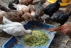 Pakan Alternatif Berkualitas untuk Ayam Kampung agar Tumbuh Sehat