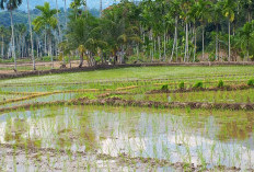 Pemupukan yang Tepat untuk Petani Padi di MT1