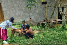 15 Ribu Hewan Penular Rabies di Lebong Belum Divaksin