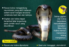 Racun Mematikan King Cobra, Ternyata Ampuh untuk Kesehatan dan Kecantikan