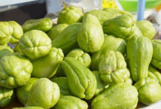 5 Manfaat Labu Siam Untuk Kesehatan Tubuh dan Diet Kamu