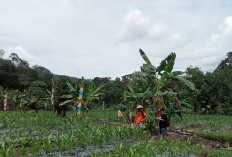 Kades Pagar Agung Dorong Warga Maksimalkan Lahan untuk Tanam Sayur dan Buah