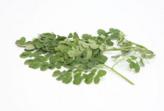 3 Manfaat Daun Kelor, Ampuh Tingkatkan Libido dengan Cepat