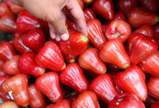 4 Manfaat Jambu Air, Bantu Kontrol Diabetes