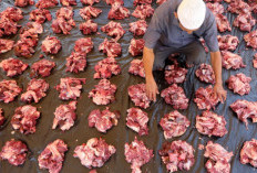 3 Kebiasaan Ini Bikin Daging Kurban Cepat Membusuk