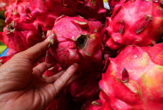 3 Manfaat Buah Naga, Baik untuk Jantung