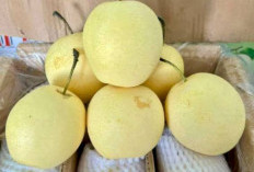 Manfaat Buah Pir untuk Kesehatan, Diet hingga Kecantikan