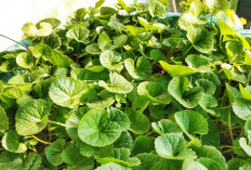 Centella Asiatica: Tanaman Herbal untuk Kecantikan Wajah