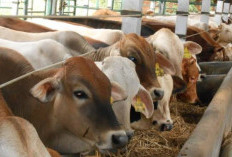 Tips Raih Keuntungan hingga 10 Juta di Hari Raya Kurban