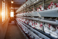  Intip Keuntungan Kandang Modern Bagi Bisnis Ayam Petelur