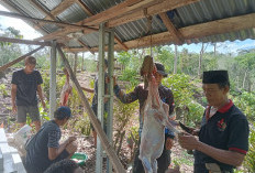 Jelang Idul Adha, Permintaan Kambing di Lebong Sakti Meningkat Tajam