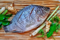 Kenapa Musim Hujan Ikan Nila Rentan Mati? Ini Penjelasannya 