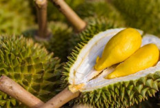 Rekomendasi Minuman Segar untuk Menetralkan Tubuh Setelah Konsumsi Durian