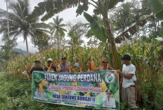 Panen Jagung BUMDes Sukses, Kecamatan Lebong Tengah Tunggu Laporan Keuangan Desa