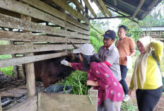 Hewan Ternak di Lebong Aman Dikonsumsi & Bebas Penyakit