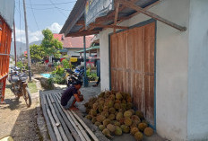 Harga Durian Menta Anjlok, Petani Khawatir