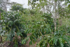 Stabilitas Harga Kopi Jadi Harapan Petani Jelang Panen 2026