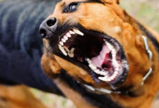 Diterkam Anjing Gila Saat Asyik Bermain, Dua Bocah di Bengkulu Utara Dilarikan ke RS