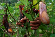 Penyakit yang Sering Menyerang Tanaman Terong Hijau