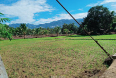 Musim Hujan Bawa Berkah, Petani Karang Anyar Kembali Bisa Tanam Padi
