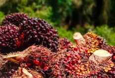 Harga TBS di Bengkulu Utara di Bawah Harga Beli Pemprov Bengkulu