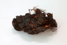 5 Manfaat Asam Jawa, Wanita Pasti Suka