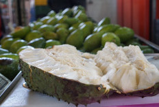 Regenerasi Sel Kulit Lebih Terawat Dengan Manfaat Buah Sirsak