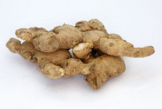 3 Manfaat Jahe, Pasangan Suami Istri Wajib Mengonsumsinya