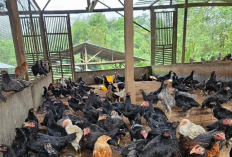 Strategi Jitu Memulai Usaha Ternak Ayam Kampung dengan Modal Minim