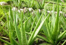 4 Efek Samping Lidah Buaya, Tidak Aman Untuk Penderita Penyakit Ini