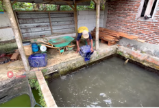 Rahasia Sukses Budidaya Lele: Kombinasi Pelet dan Pakan Alternatif untuk Keuntungan Maksimal