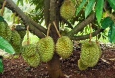 Rahasia Budidaya Durian Berbuah Lebat, Ini Caranya