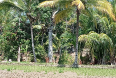 Panen Dua Kali Setahun, Petani Lebong Tengah Ungkap Keuntungan MT2