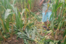 Hama Babi Serang Lahan Jagung BUMDes Pagar Jaya, 30 Persen Tanaman Rusak