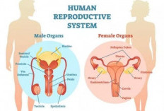 Kenali 7 Penyakit yang Menyerang Sistem Reproduksi Wanita dan Pria