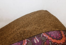 Harga Kopi di Lebong Tengah Anjlok ke Rp 54 Ribu, Petani Mulai Cemas