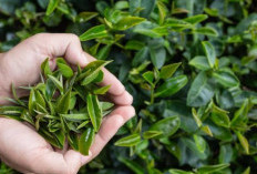 Kemewahan Balutan Tradisi dari Aroma Daun Teh di Parfum Bulgari