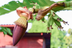 Manfaat Jantung Pisang Bagi Ibu Hamil, Salah Satunya Atasi Mual